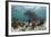 Porous Sea Rods, Hol Chan Marine Reserve, Belize-Pete Oxford-Framed Photographic Print