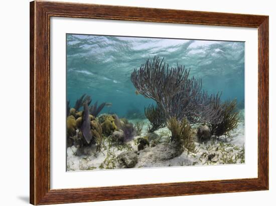 Porous Sea Rods, Hol Chan Marine Reserve, Belize-Pete Oxford-Framed Photographic Print