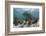 Porous Sea Rods, Hol Chan Marine Reserve, Belize-Pete Oxford-Framed Photographic Print