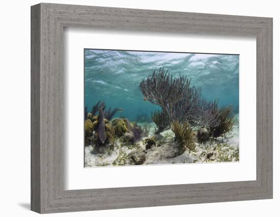 Porous Sea Rods, Hol Chan Marine Reserve, Belize-Pete Oxford-Framed Photographic Print