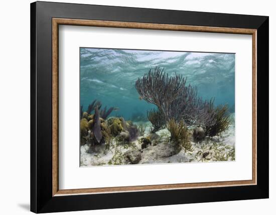 Porous Sea Rods, Hol Chan Marine Reserve, Belize-Pete Oxford-Framed Photographic Print