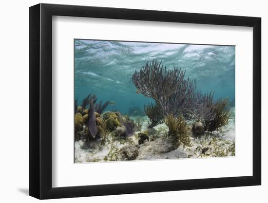 Porous Sea Rods, Hol Chan Marine Reserve, Belize-Pete Oxford-Framed Photographic Print