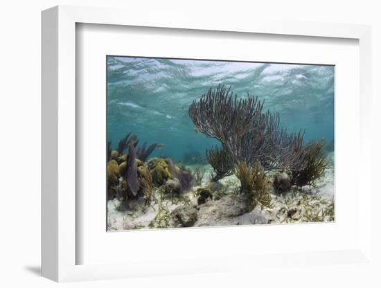 Porous Sea Rods, Hol Chan Marine Reserve, Belize-Pete Oxford-Framed Photographic Print