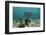 Porous Sea Rods, Hol Chan Marine Reserve, Belize-Pete Oxford-Framed Photographic Print