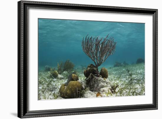 Porous Sea Rods, Hol Chan Marine Reserve, Belize-Pete Oxford-Framed Photographic Print