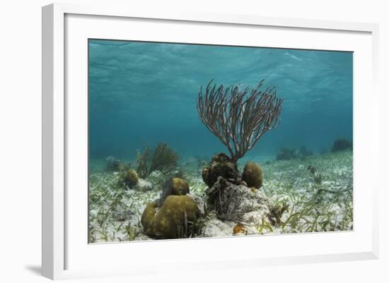 Porous Sea Rods, Hol Chan Marine Reserve, Belize-Pete Oxford-Framed Photographic Print