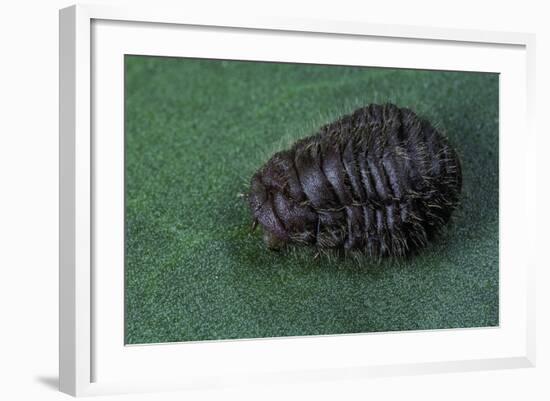 Porphyrophora Crithmi (Scale Insect) - Female-Paul Starosta-Framed Photographic Print