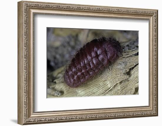 Porphyrophora Hamelii (Armenian Cochineal, Ararat Scale) - Female-Paul Starosta-Framed Photographic Print