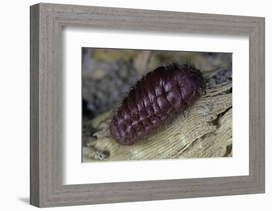 Porphyrophora Hamelii (Armenian Cochineal, Ararat Scale) - Female-Paul Starosta-Framed Photographic Print