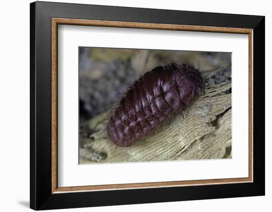 Porphyrophora Hamelii (Armenian Cochineal, Ararat Scale) - Female-Paul Starosta-Framed Photographic Print