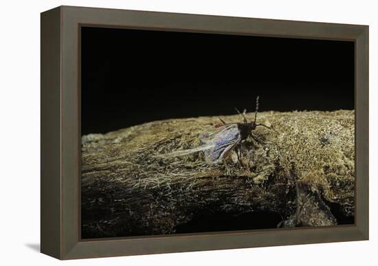 Porphyrophora Polonica (Polish Cochineal, Polish Carmine Scale) - Male-Paul Starosta-Framed Premier Image Canvas