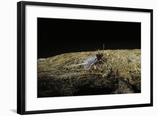 Porphyrophora Polonica (Polish Cochineal, Polish Carmine Scale) - Male-Paul Starosta-Framed Photographic Print