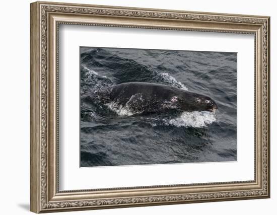 Porpoising Northern Fur Seal (Callorhinus Ursinus), Sakhalin Island, Russia, Eurasia-Mick Baines-Framed Photographic Print