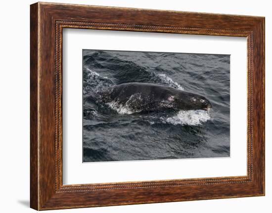 Porpoising Northern Fur Seal (Callorhinus Ursinus), Sakhalin Island, Russia, Eurasia-Mick Baines-Framed Photographic Print