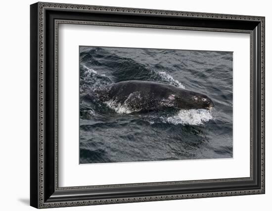 Porpoising Northern Fur Seal (Callorhinus Ursinus), Sakhalin Island, Russia, Eurasia-Mick Baines-Framed Photographic Print