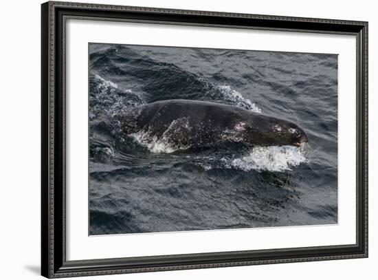 Porpoising Northern Fur Seal (Callorhinus Ursinus), Sakhalin Island, Russia, Eurasia-Mick Baines-Framed Photographic Print