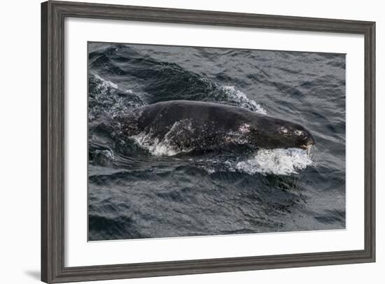 Porpoising Northern Fur Seal (Callorhinus Ursinus), Sakhalin Island, Russia, Eurasia-Mick Baines-Framed Photographic Print