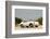 Porsche 356 1600 Super 1960-Simon Clay-Framed Photographic Print