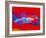 Porsche 917 Rothmans 4-NaxArt-Framed Art Print