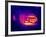 Porsche Car, Thermogram-Tony McConnell-Framed Photographic Print