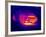 Porsche Car, Thermogram-Tony McConnell-Framed Photographic Print