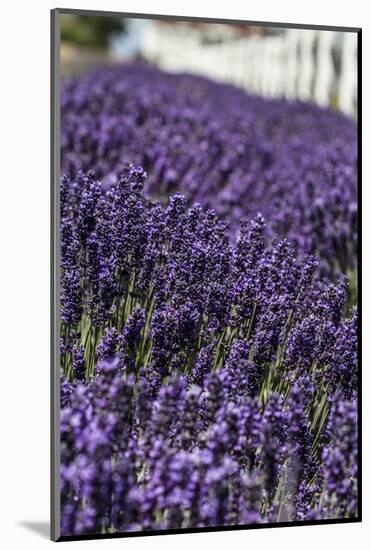 Port Angeles, Washington State. Field of lavender and a white fence-Jolly Sienda-Mounted Photographic Print