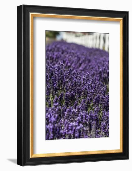 Port Angeles, Washington State. Field of lavender and a white fence-Jolly Sienda-Framed Photographic Print