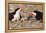 Port Isabel, Texas. Black Skimmer Adult Feeding Young-Larry Ditto-Framed Premier Image Canvas