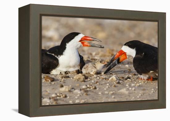 Port Isabel, Texas. Black Skimmer Adult Feeding Young-Larry Ditto-Framed Premier Image Canvas