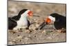 Port Isabel, Texas. Black Skimmer Adult Feeding Young-Larry Ditto-Mounted Photographic Print