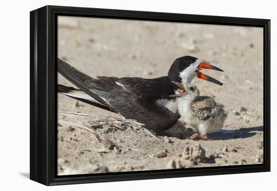 Port Isabel, Texas. Black Skimmers at Nest-Larry Ditto-Framed Premier Image Canvas