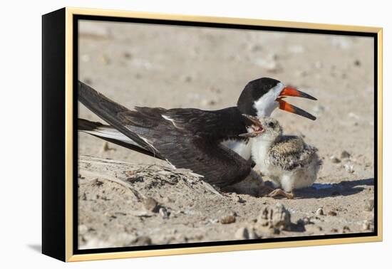 Port Isabel, Texas. Black Skimmers at Nest-Larry Ditto-Framed Premier Image Canvas