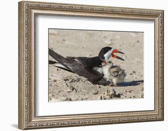 Port Isabel, Texas. Black Skimmers at Nest-Larry Ditto-Framed Photographic Print