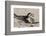 Port Isabel, Texas. Black Skimmers at Nest-Larry Ditto-Framed Photographic Print