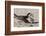 Port Isabel, Texas. Black Skimmers at Nest-Larry Ditto-Framed Photographic Print