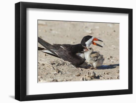 Port Isabel, Texas. Black Skimmers at Nest-Larry Ditto-Framed Photographic Print