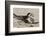 Port Isabel, Texas. Black Skimmers at Nest-Larry Ditto-Framed Photographic Print