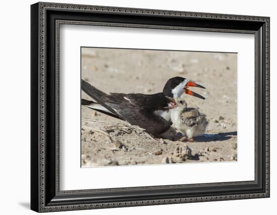 Port Isabel, Texas. Black Skimmers at Nest-Larry Ditto-Framed Photographic Print