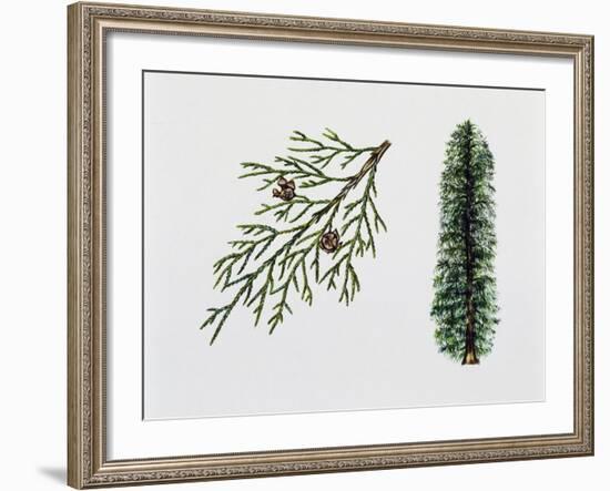 Port Orford Cedar (Chamaecyparia Lawsoniana), Cupressaceae, Tree, Leaves and Fruits-null-Framed Giclee Print