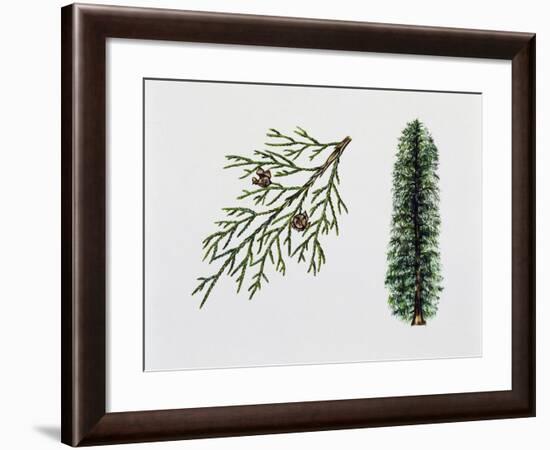 Port Orford Cedar (Chamaecyparia Lawsoniana), Cupressaceae, Tree, Leaves and Fruits-null-Framed Giclee Print