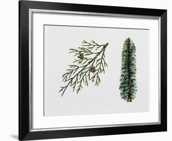 Port Orford Cedar (Chamaecyparia Lawsoniana), Cupressaceae, Tree, Leaves and Fruits-null-Framed Giclee Print