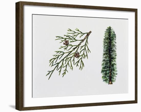 Port Orford Cedar (Chamaecyparia Lawsoniana), Cupressaceae, Tree, Leaves and Fruits-null-Framed Giclee Print