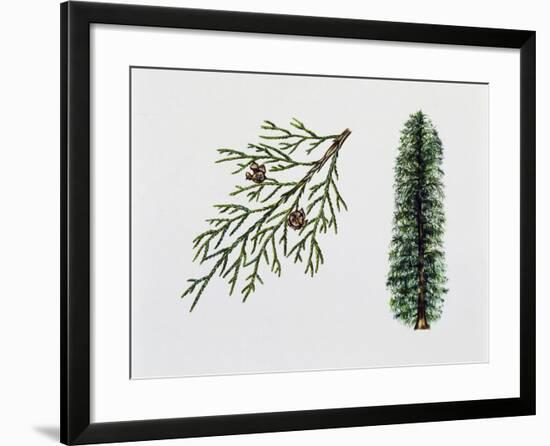 Port Orford Cedar (Chamaecyparia Lawsoniana), Cupressaceae, Tree, Leaves and Fruits-null-Framed Giclee Print