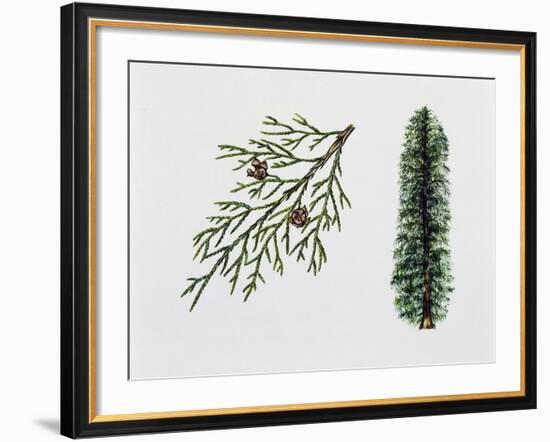 Port Orford Cedar (Chamaecyparia Lawsoniana), Cupressaceae, Tree, Leaves and Fruits-null-Framed Giclee Print