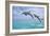 Port St. Lucie, Florida - Dolphins Jumping-Lantern Press-Framed Art Print