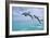 Port St. Lucie, Florida - Dolphins Jumping-Lantern Press-Framed Art Print