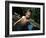 Portait of 4 Year Old Boy, Woodstock, New York, USA-Paul Sutton-Framed Photographic Print