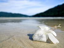 Hibiscus Flower on Beach, Perhentian Islands, Malaysia, Southeast Asia-Porteous Rod-Photographic Print
