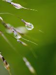 Water Droplets on Grass, Dali, Yunnan, China-Porteous Rod-Photographic Print