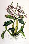 Laelia Superbiens-Porter Design-Framed Giclee Print